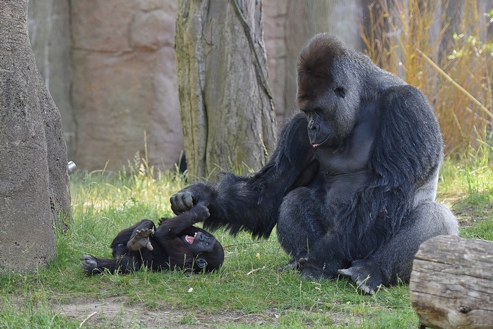 ZooKR_Gorillas_Vera Gorissen 3.jpg