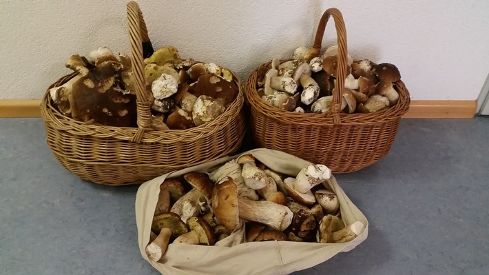 POL-FR: Ibach: Gesammelte Pilze über der erlaubten Menge - empfindliche Geldbuße
