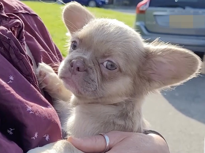 Beauté fatale: les dérives de l’élevage de chiots vendus sur les réseaux sociaux