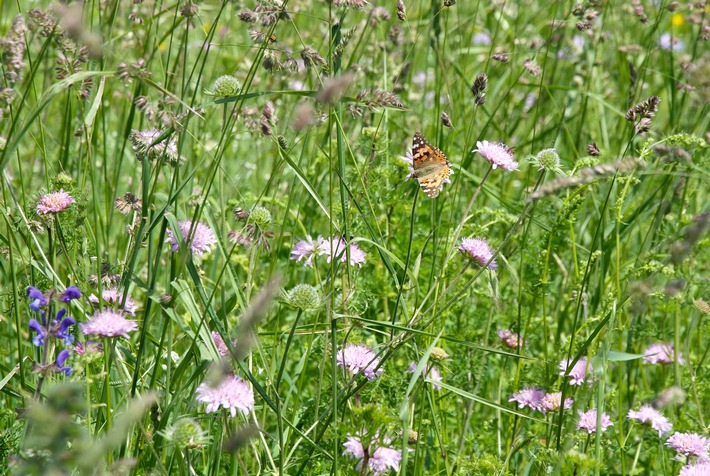 Schmetterling_Distelfalter.jpg