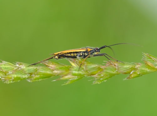 Neonikotinoide: Gefahr für Biodiversität höher als gedacht