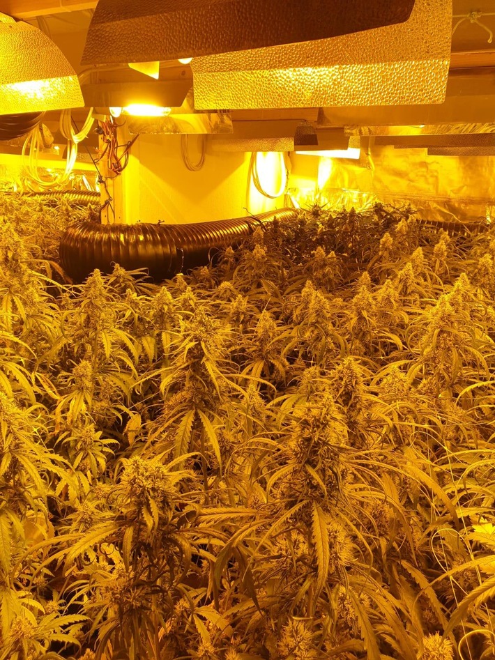 POL-MK: Professionelle Cannabis-Plantage ausgehoben