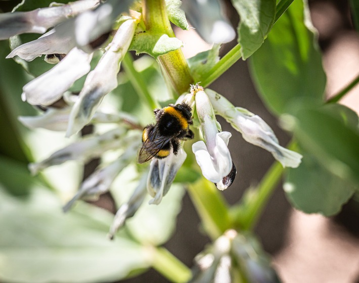 Nachhaltig einkaufen beginnt beim Anbau / World Pulses Day lenkt den Blick auf Körnerleguminosen