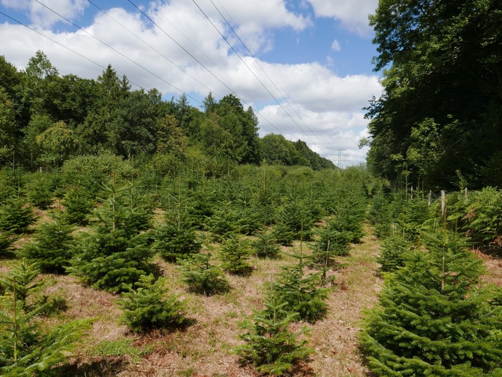 O Tannenbaum, wie grün bist du?