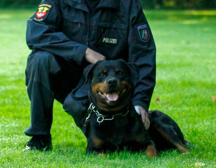 POL-DU: Obermeiderich: Polizei und Diensthund Elgur stellen Einbrecher