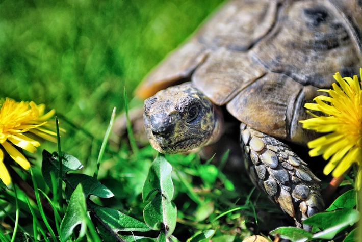 Welt-Schildkröten-Tag am 23. Mai: Nicht schnell, aber schlau – Schildkröten sind lernfähige Heimtiere