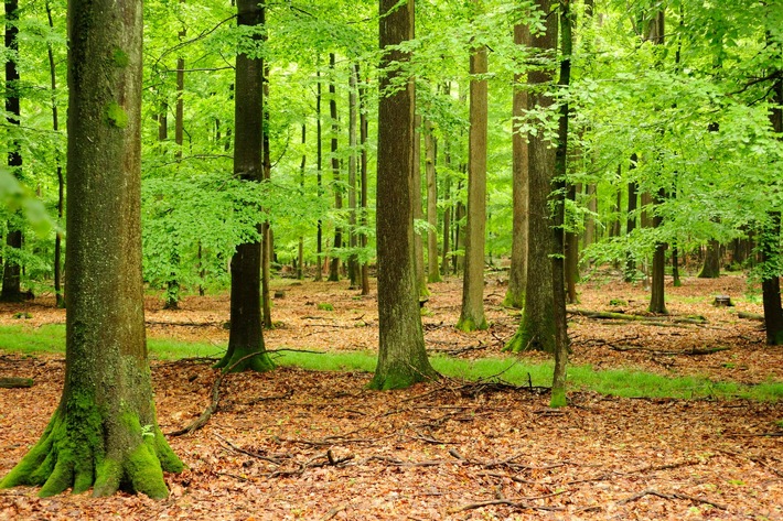 DBU: Geld für Öko-Leistungen des Waldes