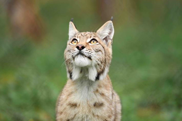 HörPartner setzen auf Luchsohren: Hörakustik-Unternehmen engagiert sich weiterhin für die Raubkatzen mit dem sprichwörtlich guten Gehör