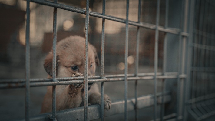 Werden in Rumänien Welpen gezüchtet, um sie zu töten? Das sagt eine Tierärztin in der Investigativ-Doku "Die Hunde-Mafia: How to kill a puppy & get rich"