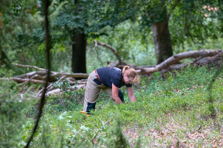 PRESSEMITTEILUNG: 40 Ehrenamtliche im Einsatz für Waldbiotope und Artenvielfalt: Das Bergwaldprojekt in Neukirchen