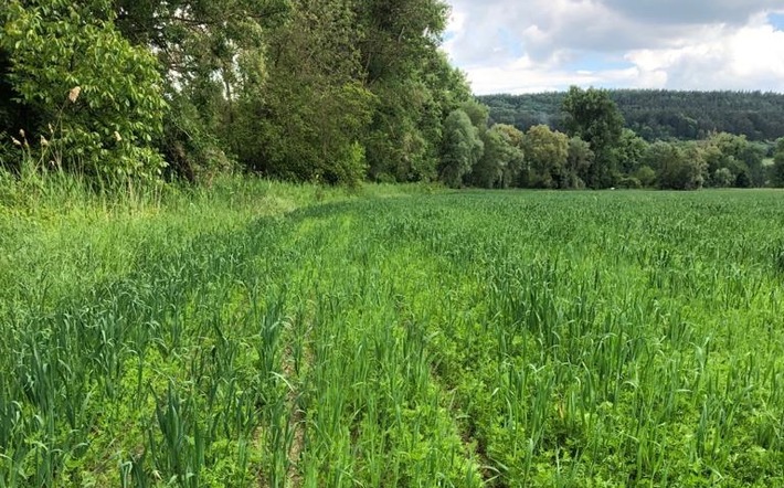 Jeder Betrieb kann profitieren: Maßnahmenblätter für Biodiversität in der Landwirtschaft