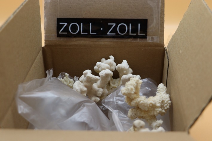 HZA-MS: Zollamt findet Korallen im Paket / Mann bekam geschützte Tierart aus den USA geschickt