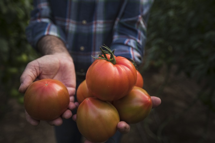 CuteSolar stellt vor: Europas grüner und gesunder Obst- und Gemüsegarten