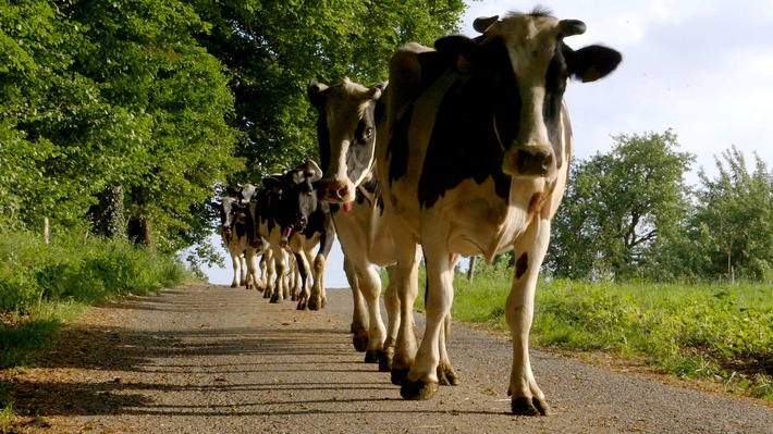 Weidekühe im Blick: &quot;planet e.&quot; im ZDF über tiergerechte Haltung (FOTO)