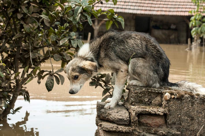 Unwetter und Überschwemmungen gefährden auch die Tierwelt