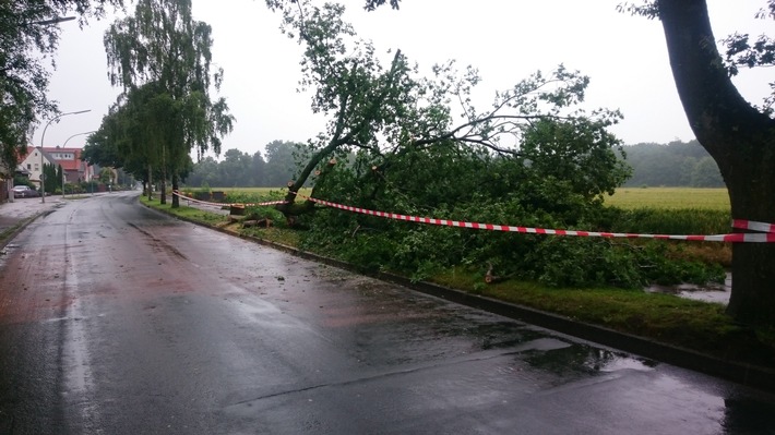 FW-WRN: Baum auf Straße im Fürstenhof