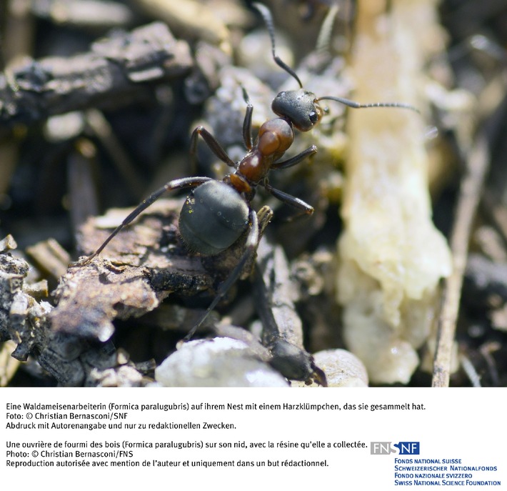 FNS: Image du mois juin 2007: La résine, antibactérien préféré des fourmis