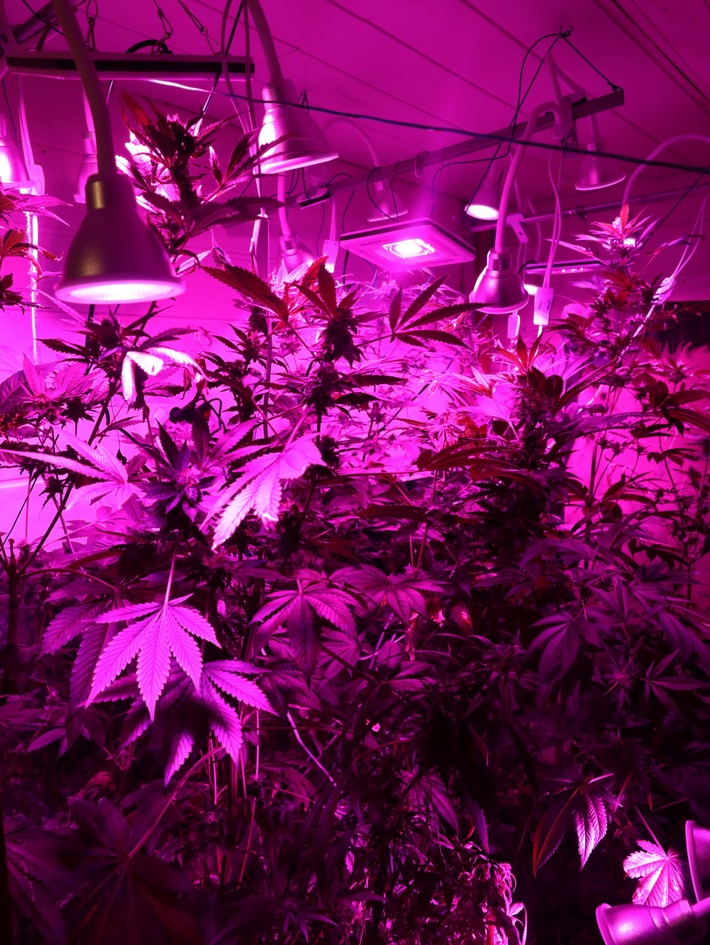 POL-ME: Nach Zeugenhinweis: Polizei stellt 31 Cannabispflanzen sicher - Langenfeld - 2208120