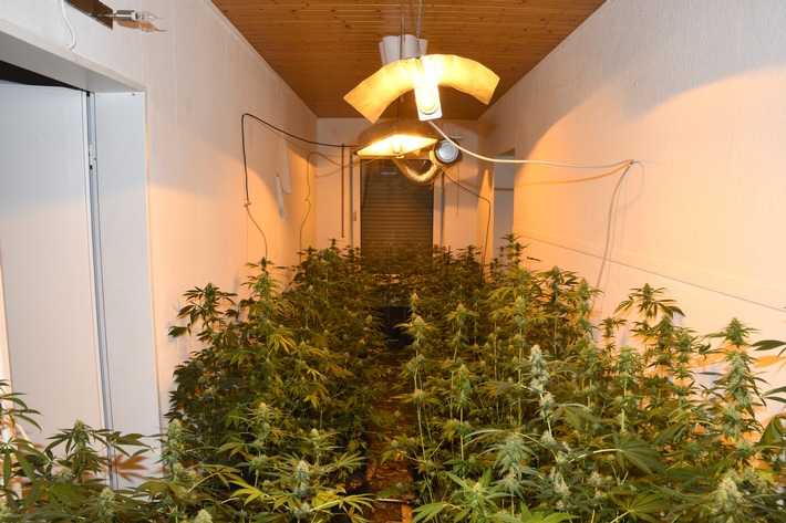 POL-CUX: Indoorplantage mit über 200 Cannabispflanzen und Kokain sichergestellt