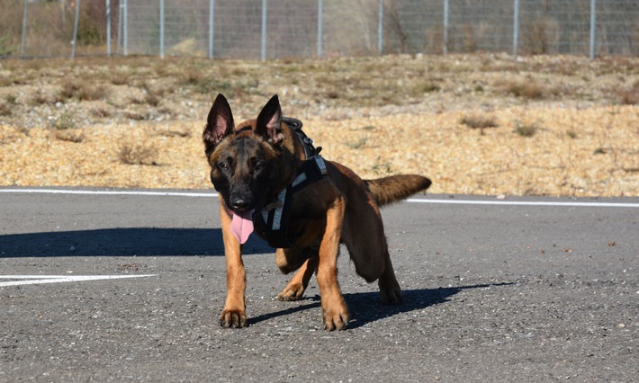 POL-MG: Polizeihund Bane spürt Dieb unter Bagger auf