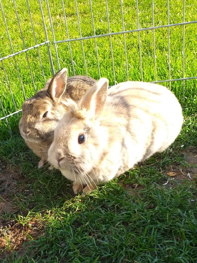 POL-WES: Moers - Diebe nahmen Kaninchen-Duo mit