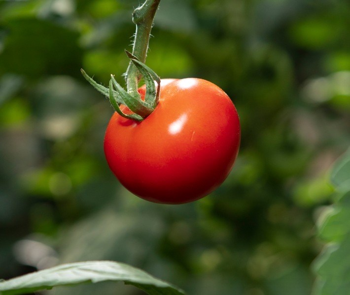 Die Tomate ist der "König" unter den Gemüsesorten aufgrund ihrer antioxidativen Wirkung. / Mit dem Verzehr dieser fünf Gemüsesorten in diesem Herbst können Sie Ihre Gesundheit und unseren Planeten schützen / Weiterer Text über ots und www.presseportal.de/nr/136835 / Die Verwendung dieses Bildes ist für redaktionelle Zwecke unter Beachtung ggf. genannter Nutzungsbedingungen honorarfrei. Veröffentlichung bitte mit Bildrechte-Hinweis.