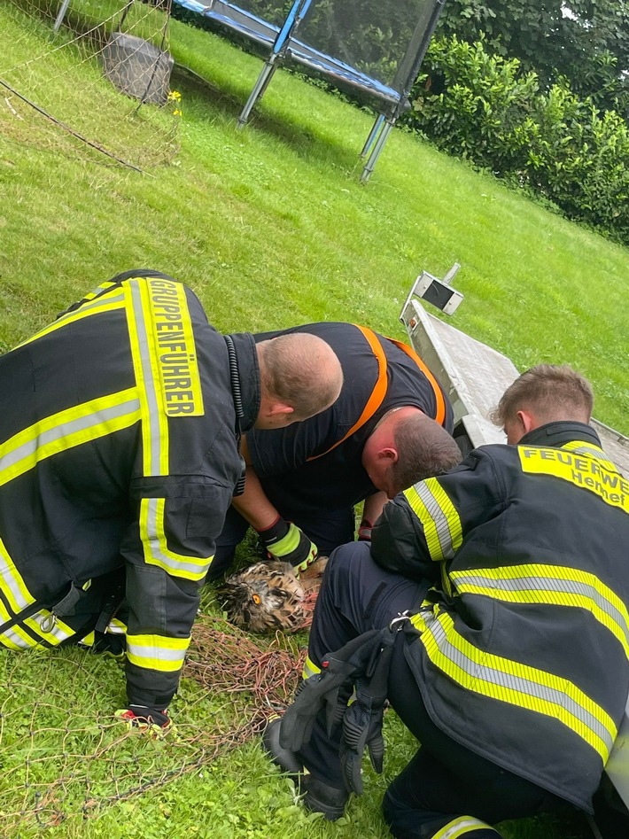 FW Hennef: Tier in Not - Uhu auf der Suche nach einem Snack in Netz verfangen