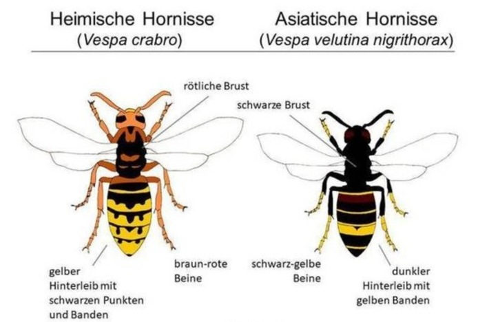 Erstnachweis der Asiatischen Hornisse in Liechtenstein: Bevölkerung um Mithilfe gebeten