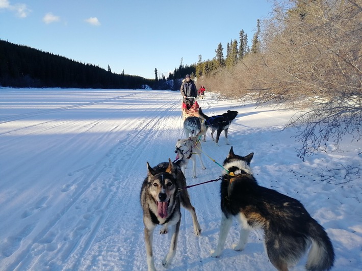 Mit Experiment e.V. zu Kanadas Schlittenhunden reisen - Jetzt bis 31.10.2023 bewerben!