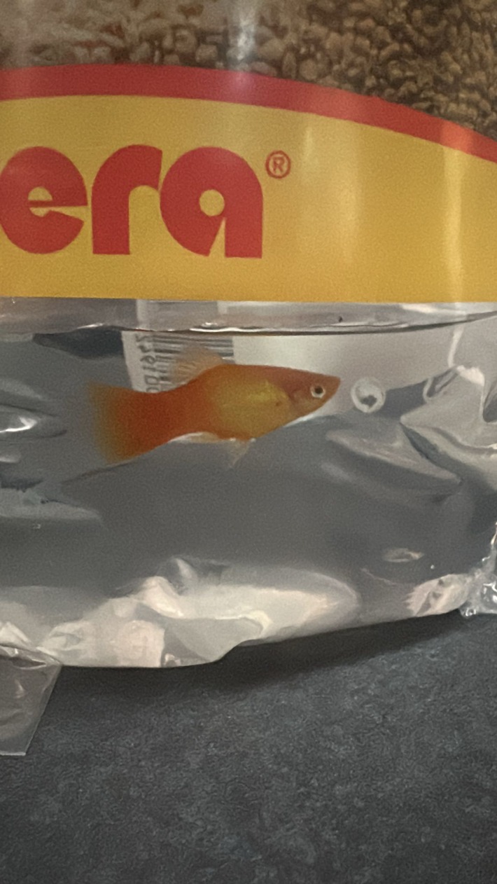 BPOL-HH: Fisch "Gabriel" bei der Hamburger Bundespolizei abgegeben-