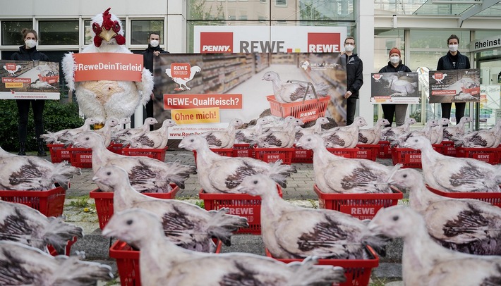 Protest gegen Qualfleisch bei Rewe: 62 Hühner vor Rewe-Sitz in Teltow