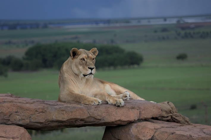 In Autounfall verwickeltes weisses Löwenjungtier kommt zu Privathalter in Spanien