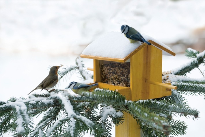 Communiqué de presse: Nourrir les oiseaux en hiver - les principaux conseils