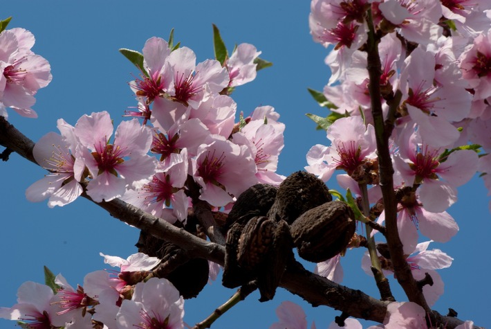 Frühlingserwachen in Rosa: Mandelblüte an der Deutschen Weinstraße