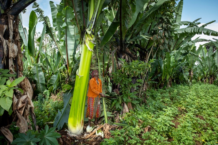 Überleben mit speziellem Superfood: Die Pflanze gegen den Hunger