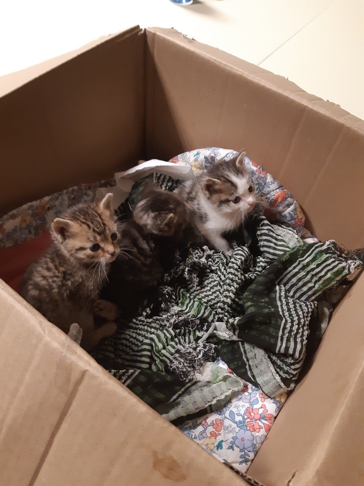 BPOLI L: Drei ausgesetzte Katzenbabys gefunden
