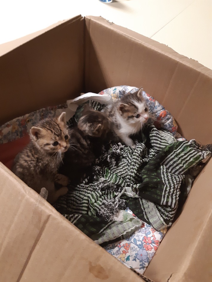 BPOLI L: Drei ausgesetzte Katzenbabys gefunden