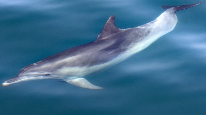 Adria-Delfine bitte melden! Mitmachaktion für Urlauber