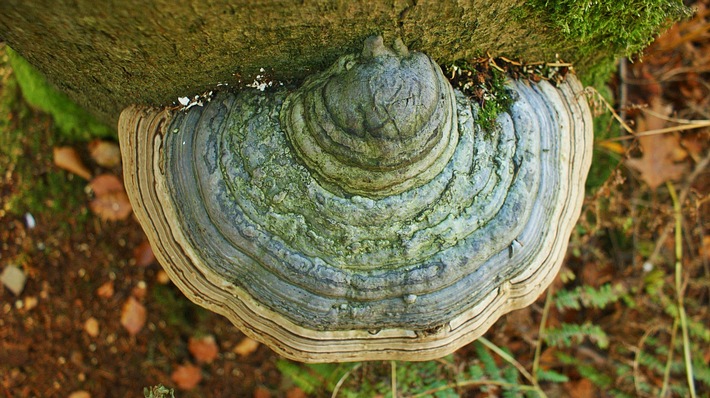 Wenn Baumpilze Kernfäule im Stamm verursachen