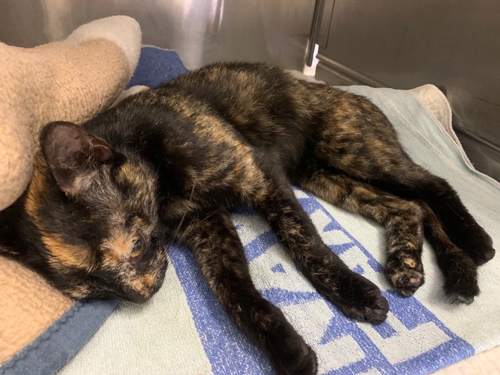 POL-AUR: Wittmund - Verletzte Katze am Fahrbahnrand aufgefunden