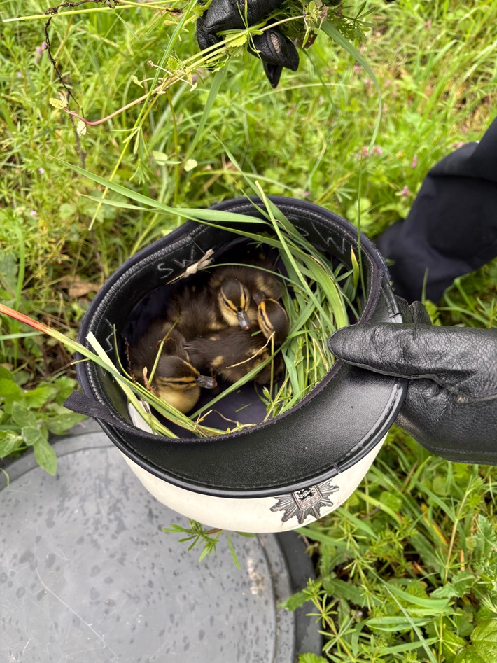 POL-OG: Sinzheim A5, - Dienstmütze Rettungsanker für Entenküken - Mit guten Nachrichten ins Wochenende