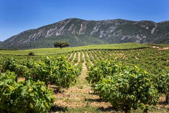Weine und Weinanbaugebiete in Lissabon – Eine Reise durch die Vielfalt der Geschmäcker