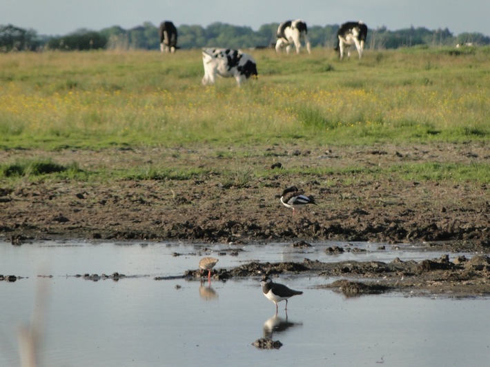 DBU: Milchviehbetriebe als Modell für ein Miteinander von Naturschutz und Landwirtschaft - Projektförderung durch die Deutsche Bundesstiftung Umwelt