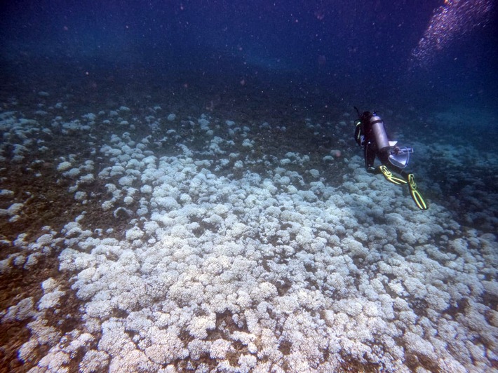 Vierte globale Korallenbleiche: ZMT-Forscherin beobachtet Zustand der Riffe im östlichen tropischen Pazifik