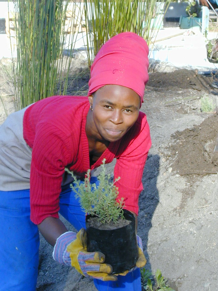 Südafrika: "Green Futures" bildet Fynbosgärtner aus - Chance für Arbeitslose, Schutz für bedrohte Pflanzenarten