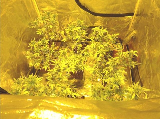 POL-NOM: Indoorzelt und Cannabiszucht beschlagnahmt