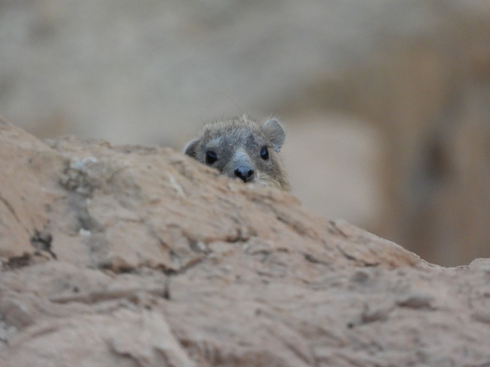 Wie Tiere sich untereinander Gehör verschaffen , PI Nr.102/2025
