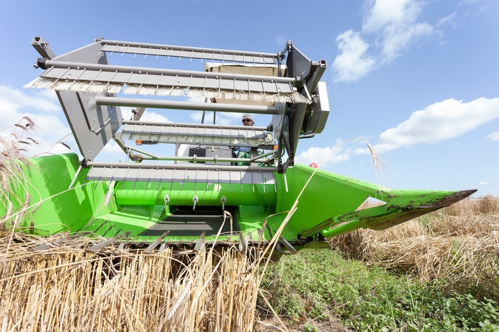 Weltweit könnte Anbaufläche halbiert werden