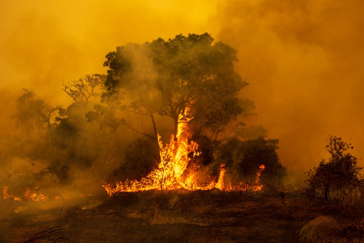 Weltnaturerbe in Flammen: Das Pantanal ist „Bedrohter See des Jahres 2021“