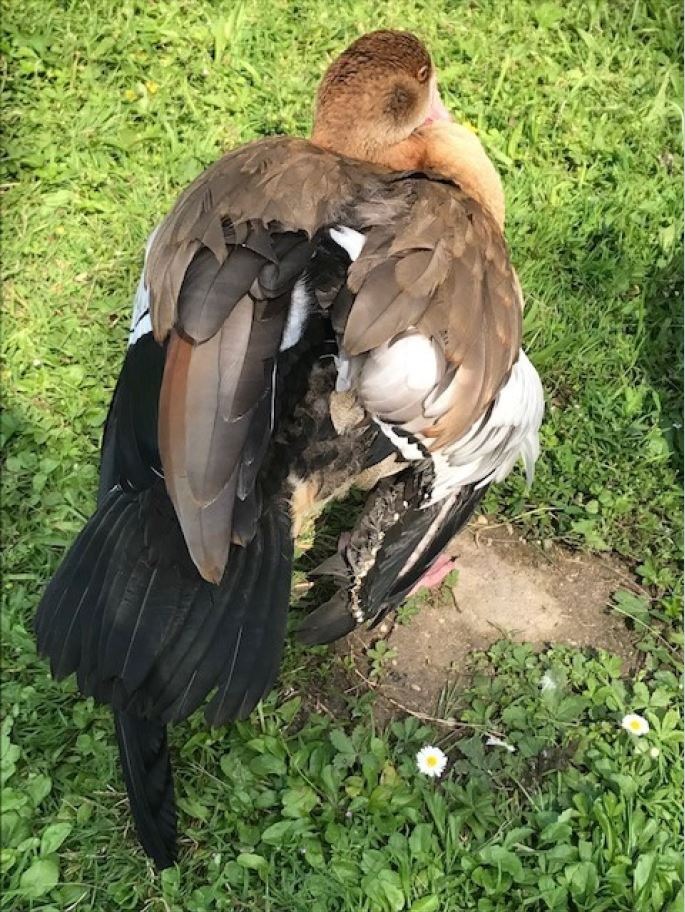 POL-PDWO: Hamm am Rhein - Nilgänse gestutzt